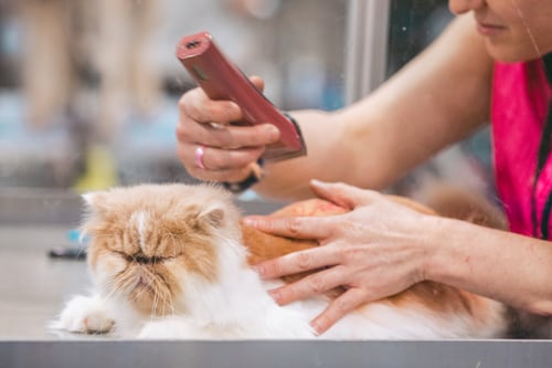 Things to Avoid When Grooming Your Pet